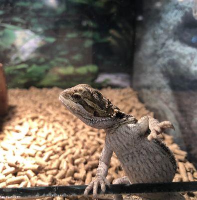 Baby bearded dragons