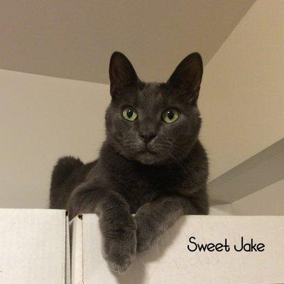 My beautiful Korat cat Jake, Nov. 07, 2018