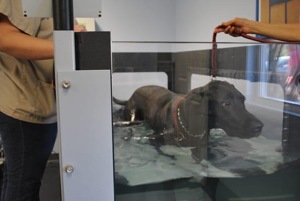 Underwater treadmill therapy for dogs