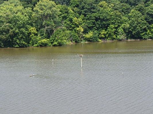 Osprey platform