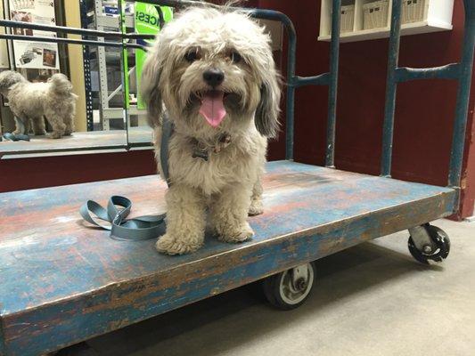 We love to go on field trips! Artie is learning how to have confidence, even on big, scary metal things.