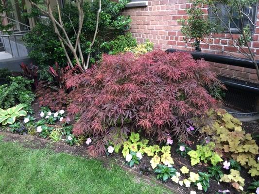 Japanese Maple Dissecticum in Upper West Side