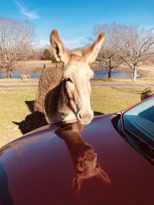 One of the mules at Farmhouse Sanctuary checking himself out in the reflection of the car hood!