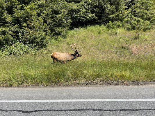 Elk