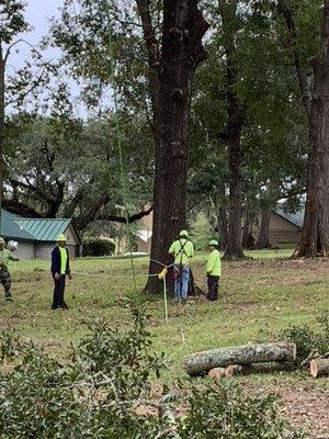 Phil's Expert Tree Service