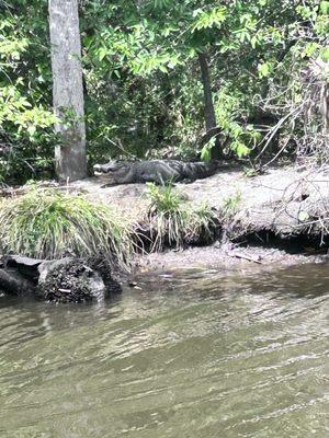 On one tour we saw 11 American Alligators of various sizes.