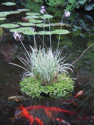 variegated garlic island