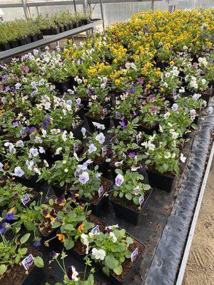 Pansies and violas