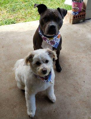 Another successful grooming and love their bandanas!!!  Thank you again to all staff members that took wondering care of Jordan and Madi.