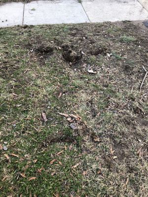 Divots left in the grass from tree stumps placed in our yard.