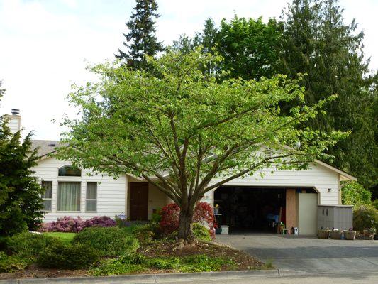 Cherry tree pruned.  Arborist level ornamental pruning.