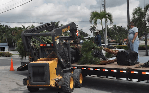 Palm Tree Services