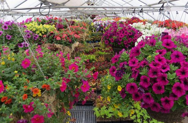 Hanging baskets