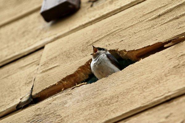 Bird in the siding