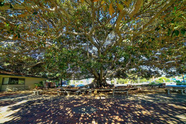 Historical tree (viewable from National Blvd) adjacent to the preschool