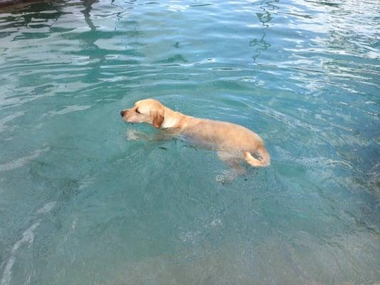 Gracie Mae loves to swim!