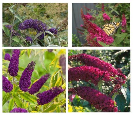 Beautiful butterfly bushes.