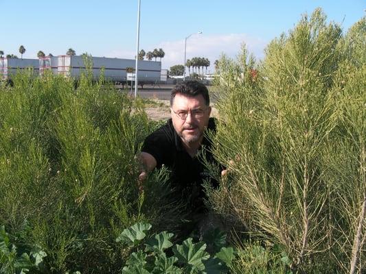 Tall weeds in Phoenix