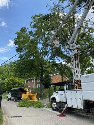 Trimming in the spring after the ice storm