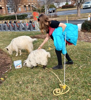 Heavenly Heart Farm & Mini Petting Zoo