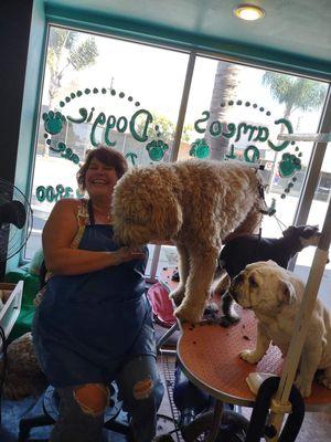 The owner groomer at the beautiful  dog grooming  shop in Ventura beach town Sunny happy California