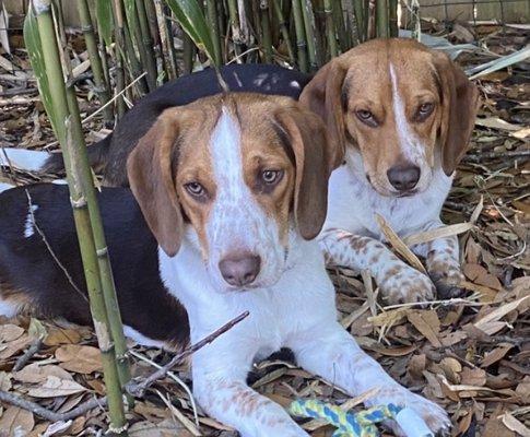 Best Beagles, Boudreaux & Gumbo