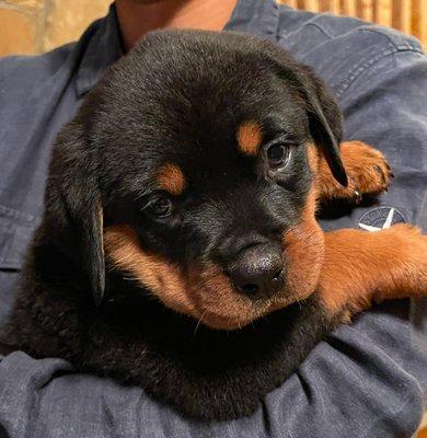 Rottweiler Puppy, now 7 weeks, from Delilah and Heman. German bloodline.