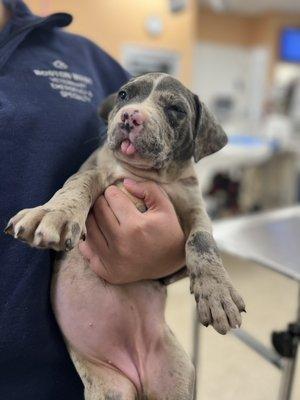 Cali at her vet visit!