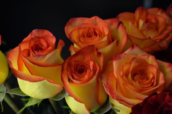 Bicolor roses.