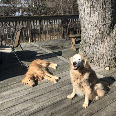 Our store dogs enjoying the sunshine!