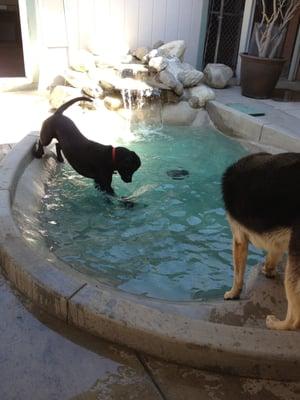 playing in the wading pool!