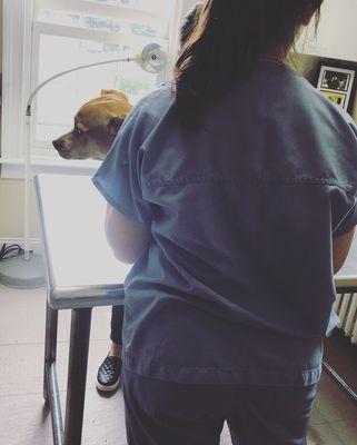 The nurses even sing to the dogs while they're being treated.