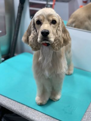 Mickey the Cocker Spaniel puppy