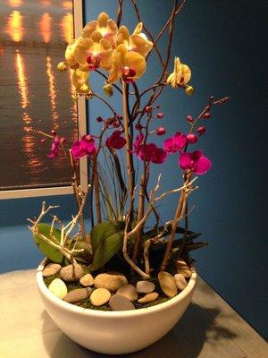 Orchid arrangements