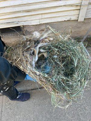 Bird Nest removal in East Los Angeles