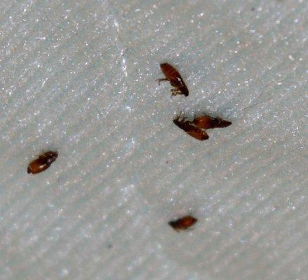 It's essential to get your home  treated for Fleas
 www.ladybugs.biz
 1-855 452-3928