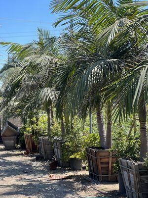 Rolling Hills Nursery