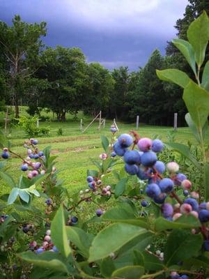 Blueberry Hill.  We are growing 400 blueberries for mid-summer pick-your-own in the coming years.