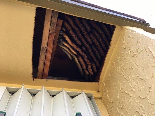 Residential Bee Removal