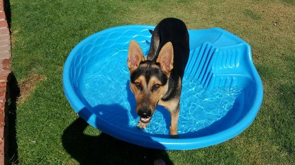 Kiddie pool all for this little guy!