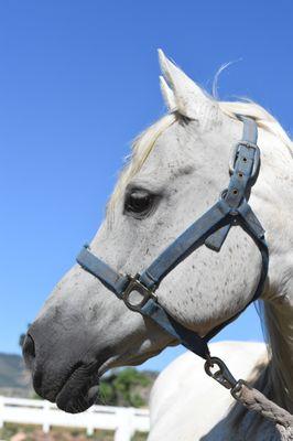 Horseback Riding, Horse Camp, trail riding, pony rides