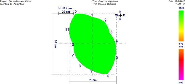 Tomograph reading (tomogram) of a solid tree