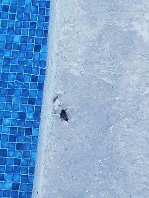 One of the tens of holes throughout the pool deck