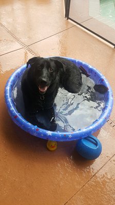 Thor enjoying the mini pool