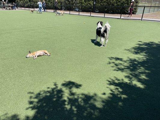 Dog sunbathing at the park, lol