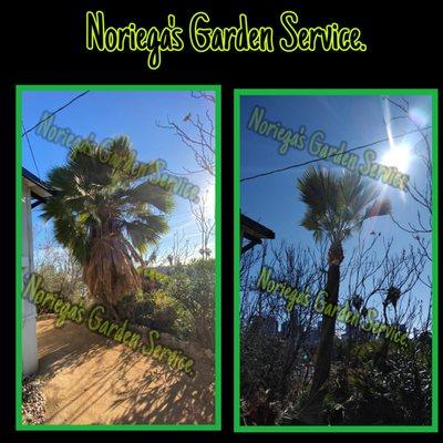 Noriega's Garden Service