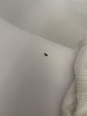 Bedbugs!!!