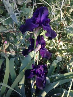 Irises in the Garden!