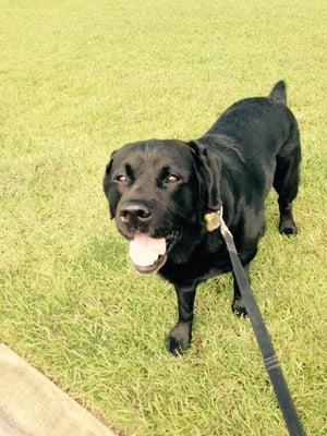 And here's Bubba out for his walk!