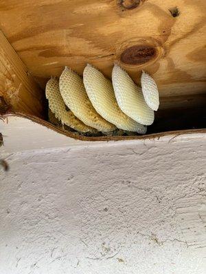 Bee Hive prior to removal